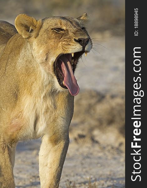 Close-up portrait of a yawning lioness; Panthera leo; South Africa. Close-up portrait of a yawning lioness; Panthera leo; South Africa