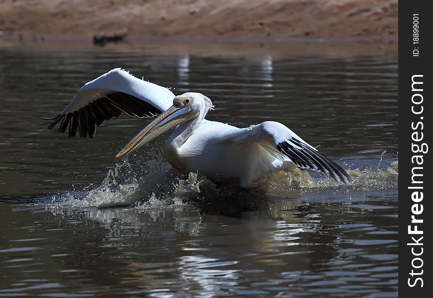 Great White Pelican taking off from water. Great White Pelican taking off from water