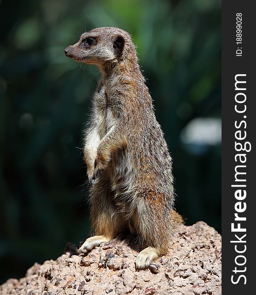 Portrait of a standing suricate on the stone. Portrait of a standing suricate on the stone