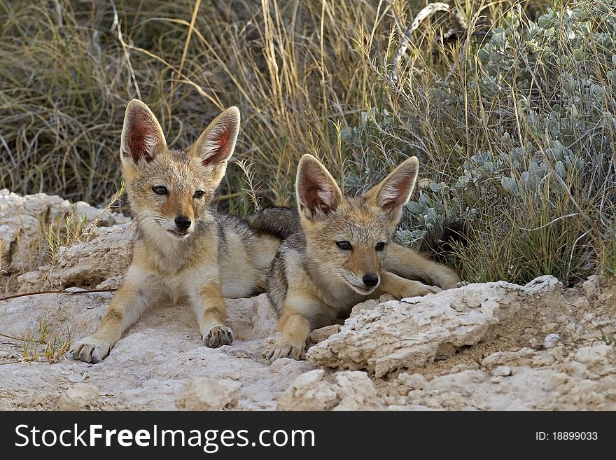 Close-up of two black-backed jackal babys resting in the shade; Canis mesomelas; Etosha. Close-up of two black-backed jackal babys resting in the shade; Canis mesomelas; Etosha