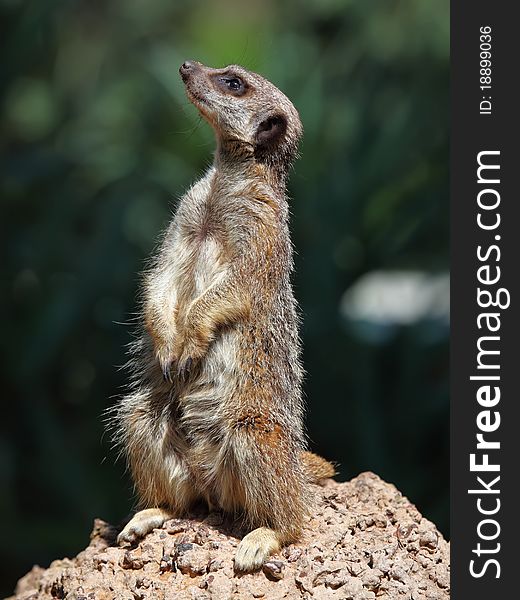 Portrait of a standing suricate on the stone. Portrait of a standing suricate on the stone