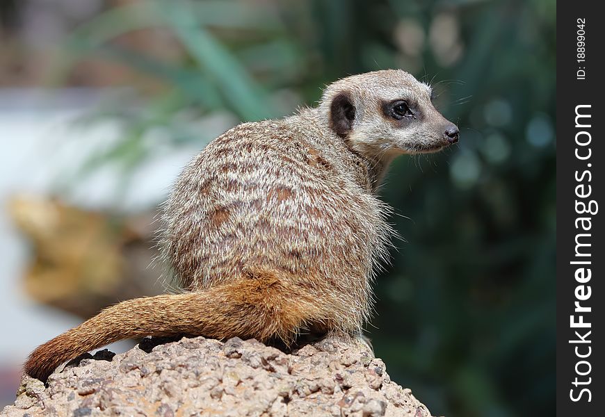 Suricate or Meerkat sitting on the stone. Suricate or Meerkat sitting on the stone