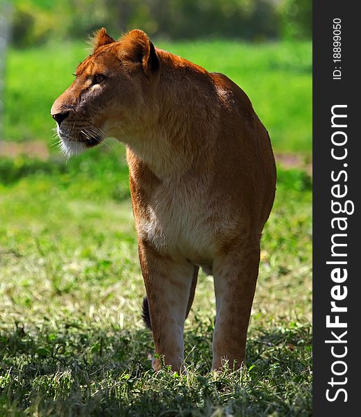 Lioness standing in the grass