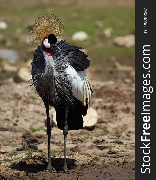 Crowned crane - Balearica pavonina in Safari, Israel
