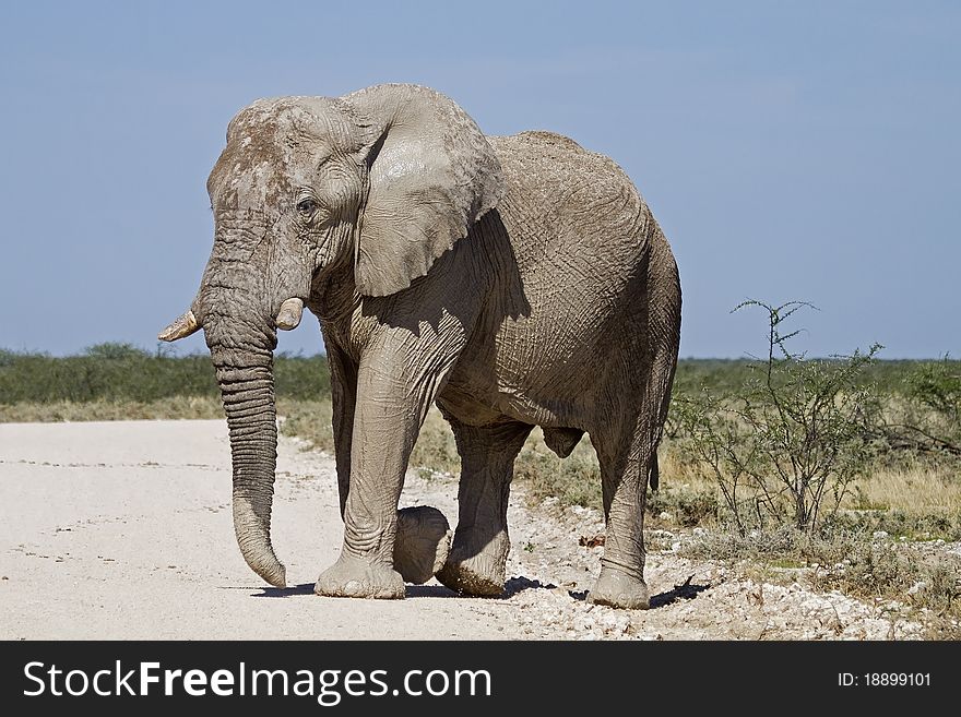 Big elephant bull crossing a gravel road; Loxodonta Africana; Etosha