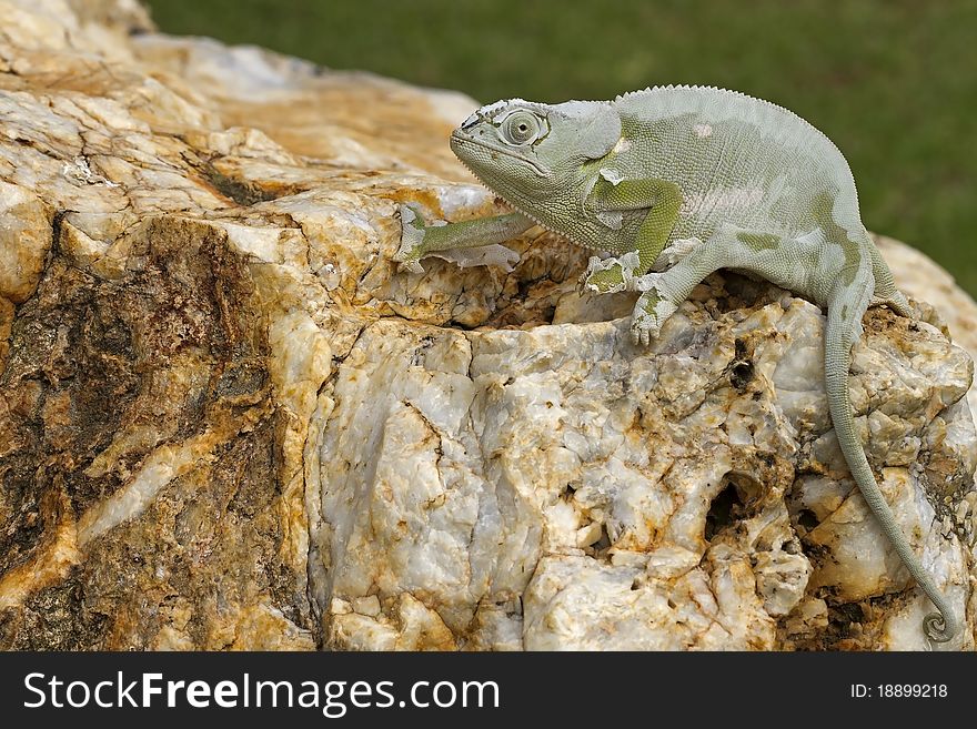 Cameleon sitting on big rock busy casting its skin; South Africa