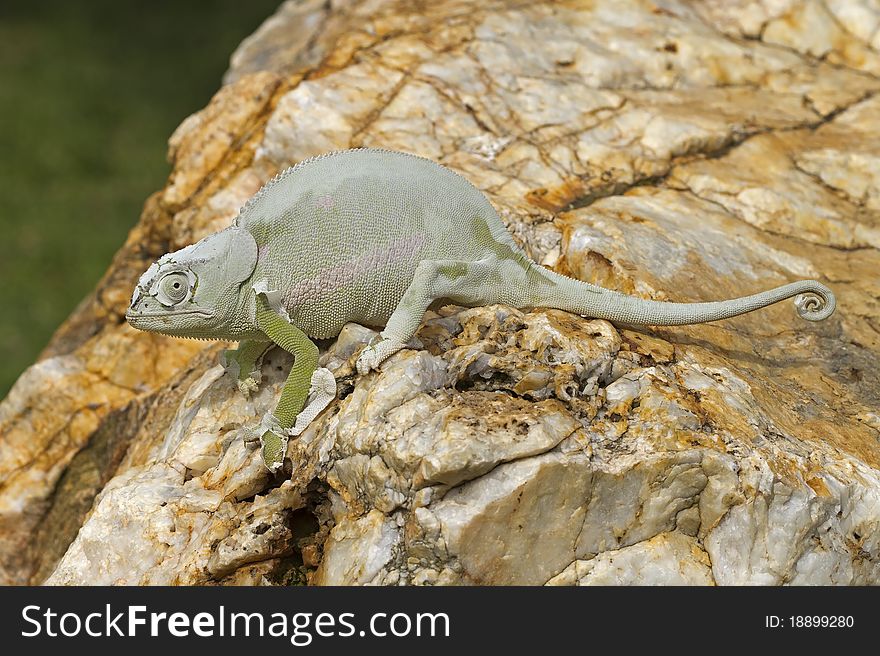 Cameleon sitting on big rock busy casting its skin; South Africa