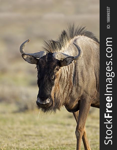 Blue Wildebeest portrait; Connochaetes taurinus; South Africa