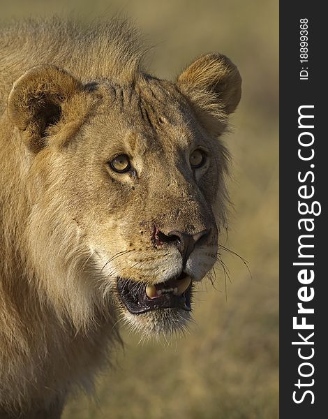 Close-up portrait of young male lion; Panthera leo