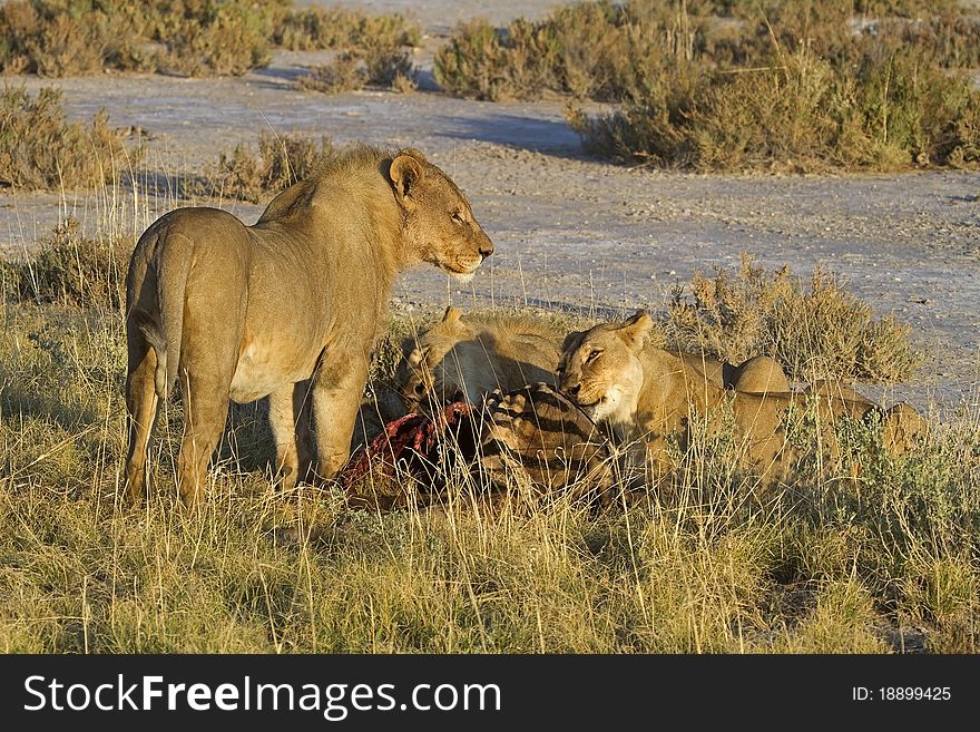 Lions Eating On A Zebra Carcass