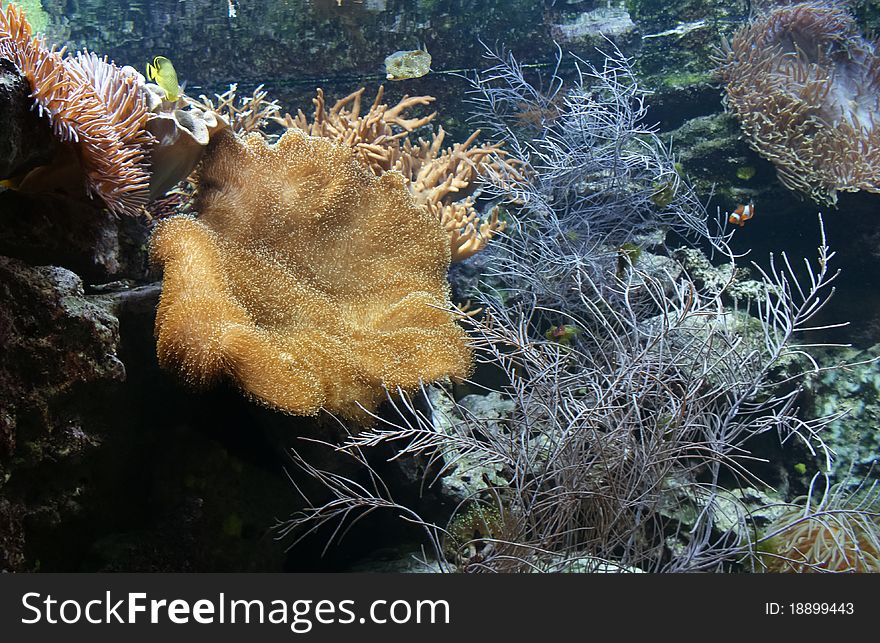 Aquarium with live corals in Frankfurt am Mein Zoo in Germany. Aquarium with live corals in Frankfurt am Mein Zoo in Germany