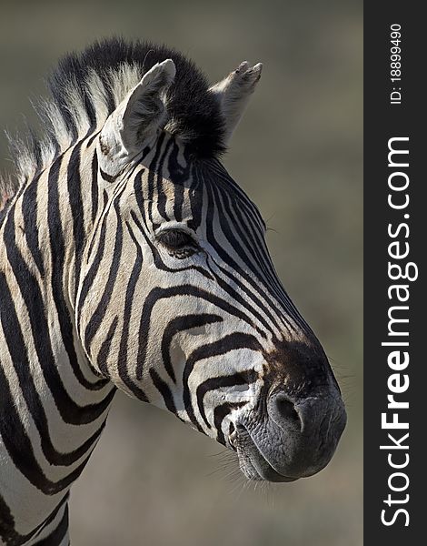 Portrait Of Burchells Zebra