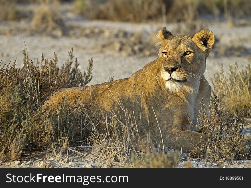 Lioness laying in grass-field; Panthera leo