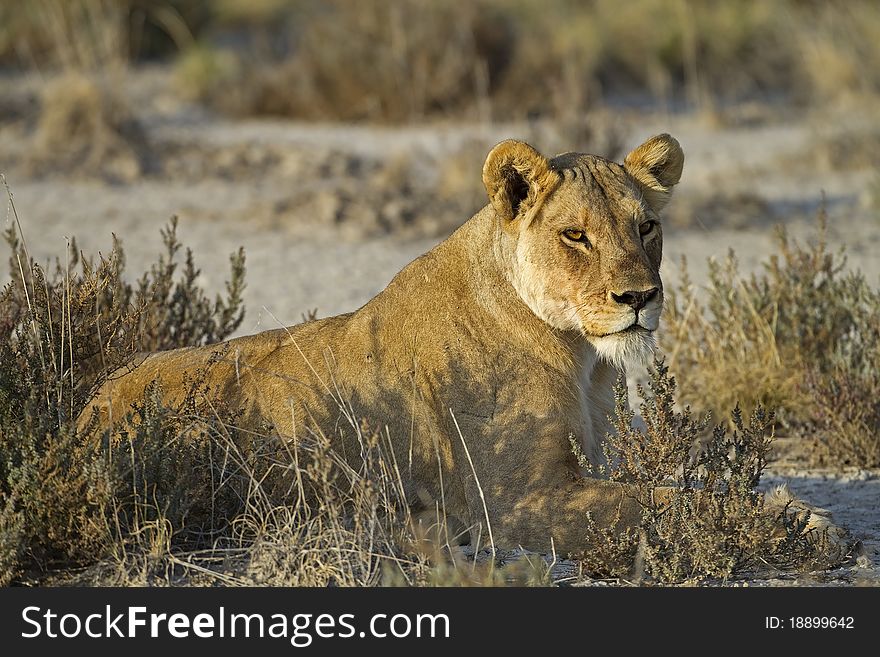 Lioness laying in grass-field; Panthera leo