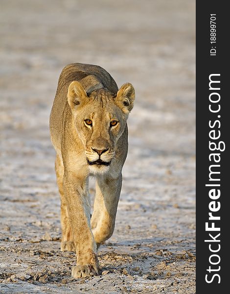 Female lion walking across dry salt pan; Panthera leo