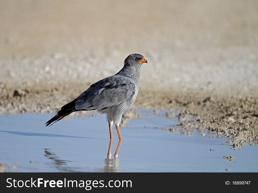 Southern Pale Chanting Goshawk standing in a waterpool; Melierax canorus
