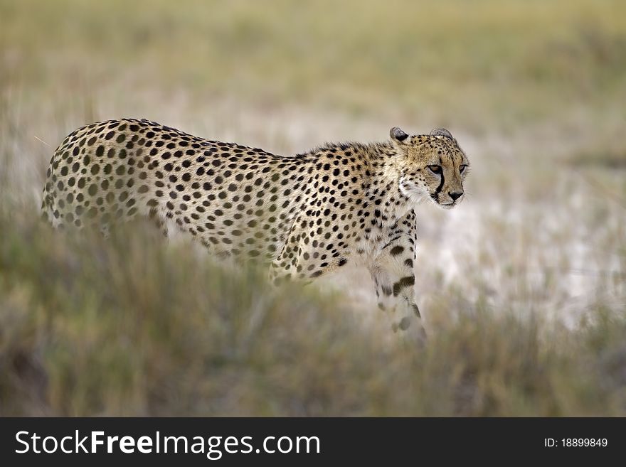 Cheetah walking in Grassland; Acinonyx jubatus; South Africa