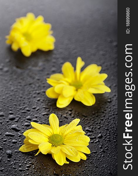 Three yellow daisies with water drops on black background
