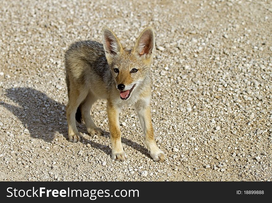 Close-up of black-backed jackal baby