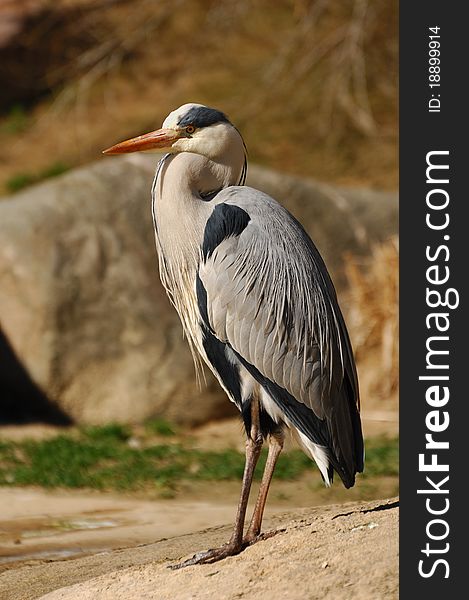 Grey Heron (Ardea cinerea)