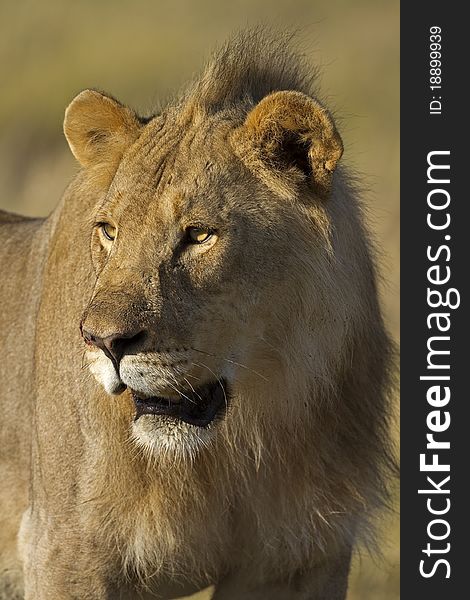 Close-up Portrait Of Young Male Lion