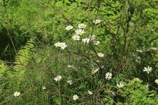 Flower In First Town Park Of Yubilejny District On Korolyov City. Royalty Free Stock Photo Flower In First Town Park Of Yubilejny District On Korolyov City. Royalty Free Stock Photo