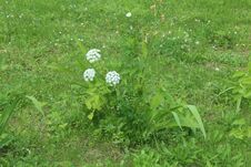 Flower In First Town Park Of Yubilejny District On Korolyov City. Stock Images Flower In First Town Park Of Yubilejny District On Korolyov City. Stock Images