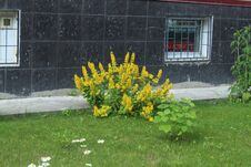 Flower In First Town Park Of Yubilejny District On Korolyov City. Royalty Free Stock Images Flower In First Town Park Of Yubilejny District On Korolyov City. Royalty Free Stock Images