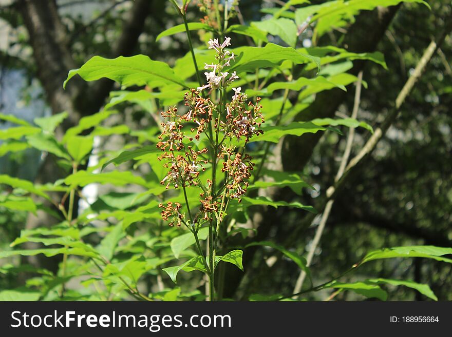 Flower In First Town Park Of Yubilejny District On Korolyov City.