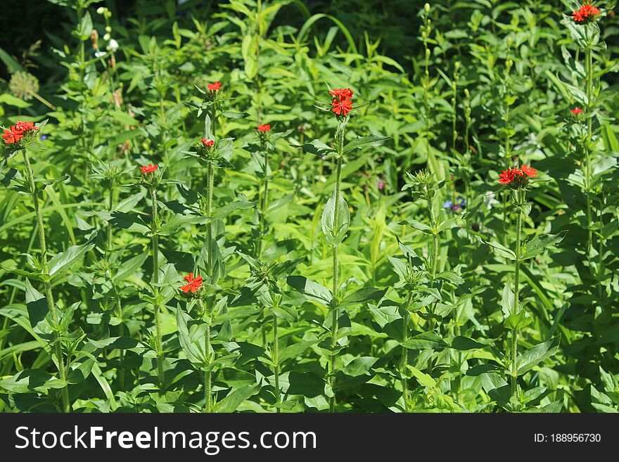 In June, I walked around one of the districts of the city of Korolev, trained to shoot flowers. How do you like it?. In June, I walked around one of the districts of the city of Korolev, trained to shoot flowers. How do you like it?