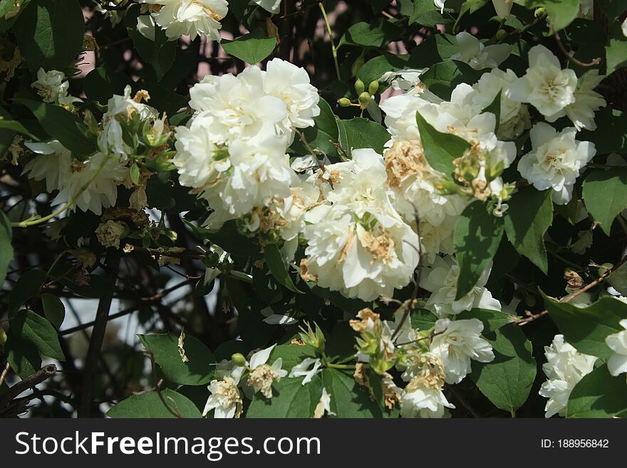 In June, I walked around one of the districts of the city of Korolev, trained to shoot flowers. How do you like it?. In June, I walked around one of the districts of the city of Korolev, trained to shoot flowers. How do you like it?