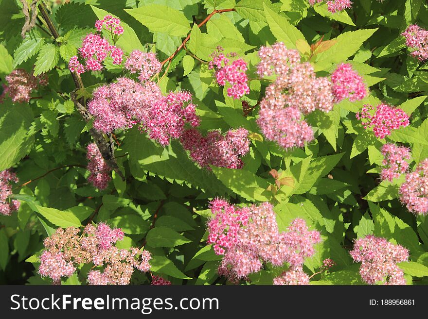 In June, I walked around one of the districts of the city of Korolev, trained to shoot flowers. How do you like it?. In June, I walked around one of the districts of the city of Korolev, trained to shoot flowers. How do you like it?