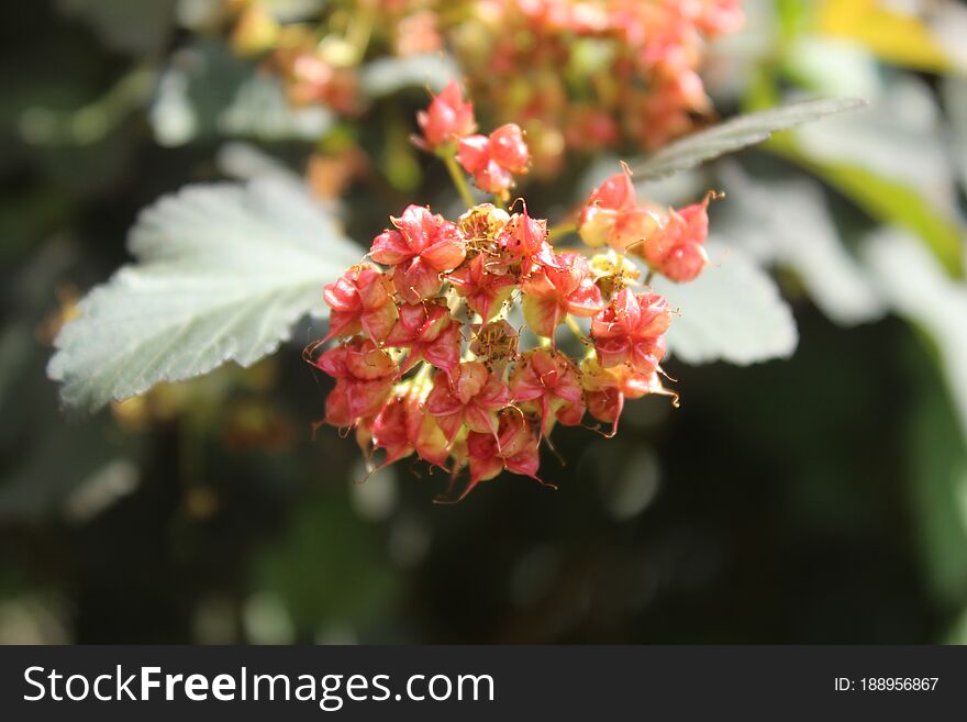 In June, I walked around one of the districts of the city of Korolev, trained to shoot flowers. How do you like it?. In June, I walked around one of the districts of the city of Korolev, trained to shoot flowers. How do you like it?