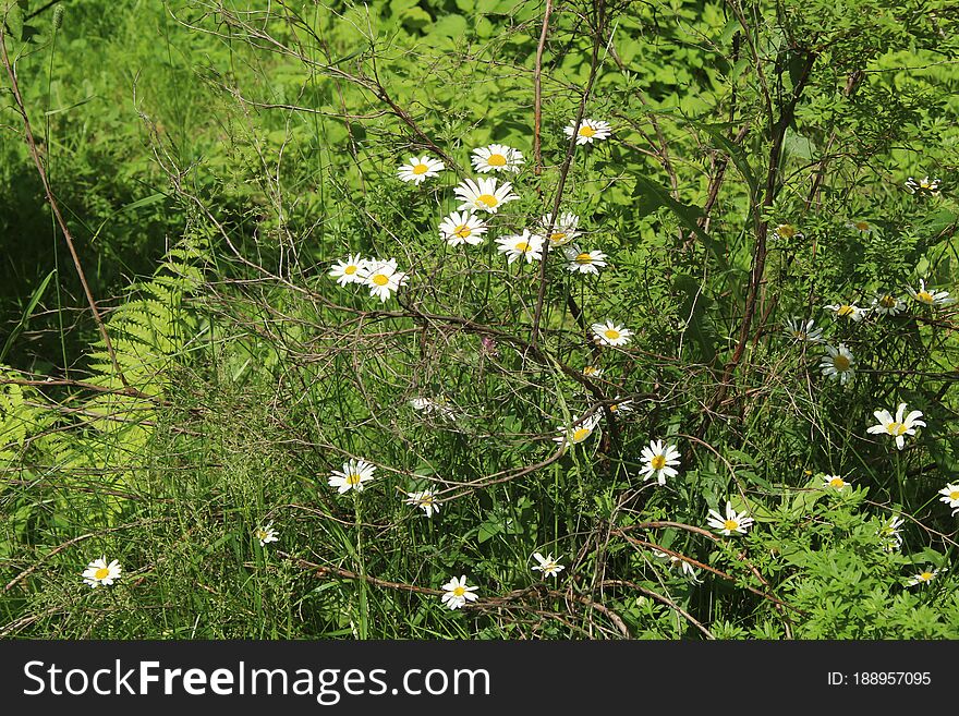 Flower in First Town Park of Yubilejny District on Korolyov City.