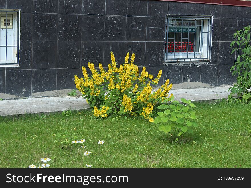 Flower in First Town Park of Yubilejny District on Korolyov City.