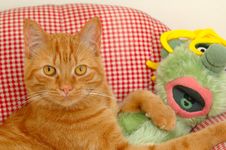 Cat And Doll Royalty Free Stock Photos Cat And Doll Royalty Free Stock Photos