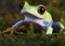 Tree Frog Stock Images