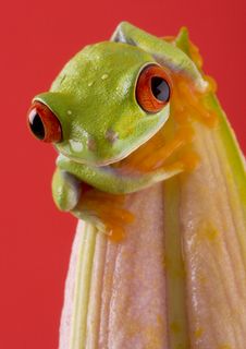 Red Eyed Tree Frog Stock Image