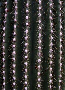 Thorns Stock Photos Thorns Stock Photos