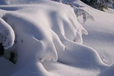 Snowy Bush Stock Images