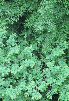 Lush Foliage Stock Image