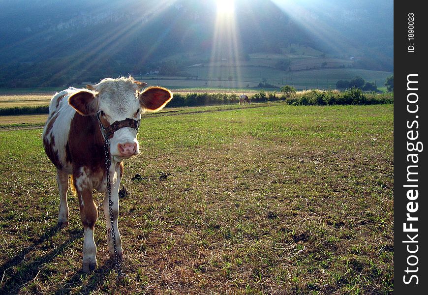 Young cow on the field