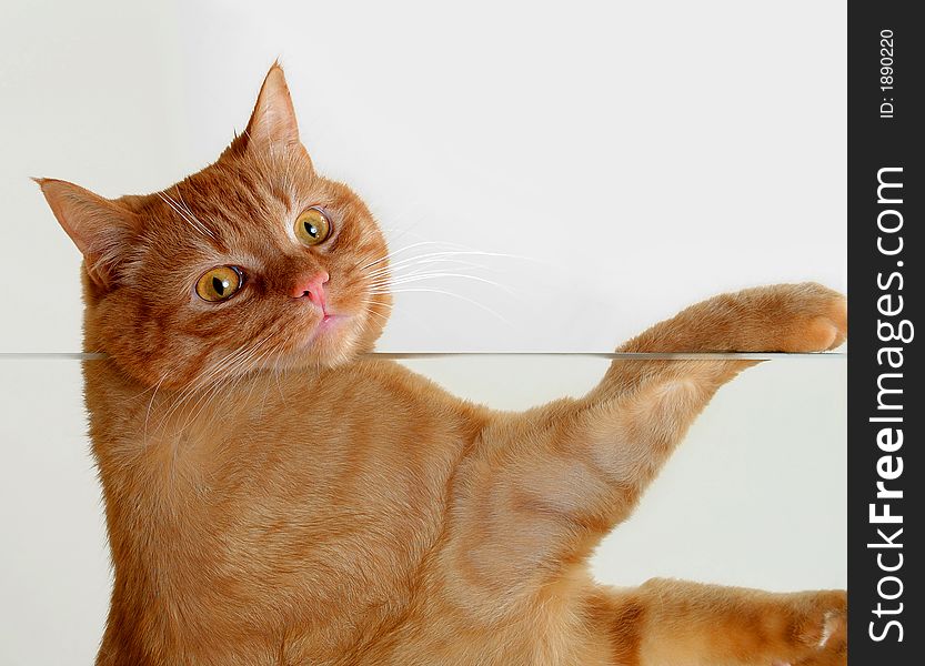 Cat is resting on a glass table