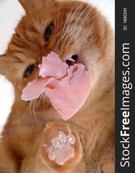 Cat is eating meat on a glass table. Cat is eating meat on a glass table.