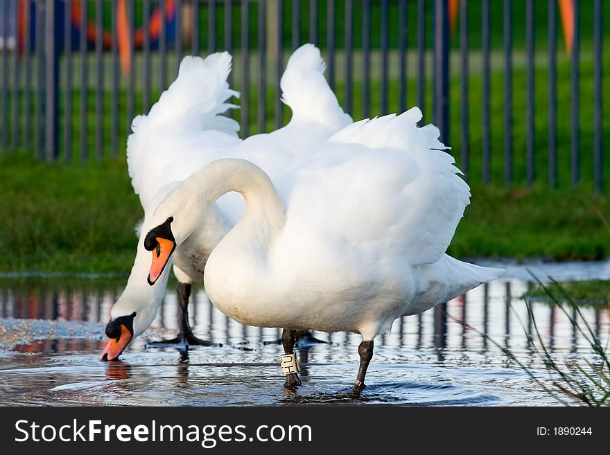 A pair of swans beside a lake. A pair of swans beside a lake