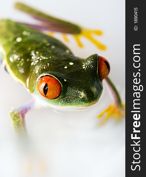 Red Eyed Tree Frog