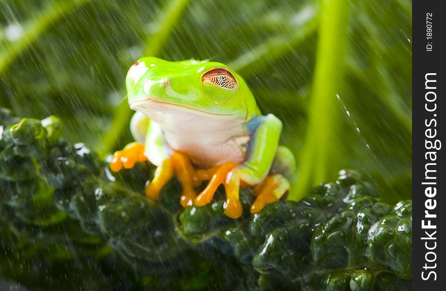 Wet frog