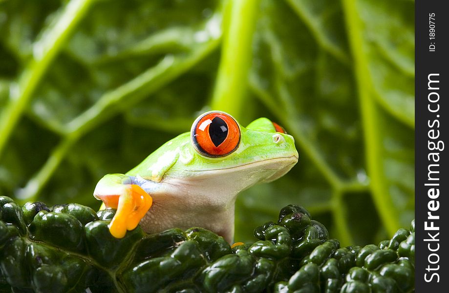 Frog - small animal with smooth skin and long legs that are used for jumping. Frogs live in or near water. / The Agalychnis callidryas, commonly know as the Red-eyed tree Frog is a small (50-75 mm / 2-3 inches) tree frog native to rainforests of Central America. Frog - small animal with smooth skin and long legs that are used for jumping. Frogs live in or near water. / The Agalychnis callidryas, commonly know as the Red-eyed tree Frog is a small (50-75 mm / 2-3 inches) tree frog native to rainforests of Central America.