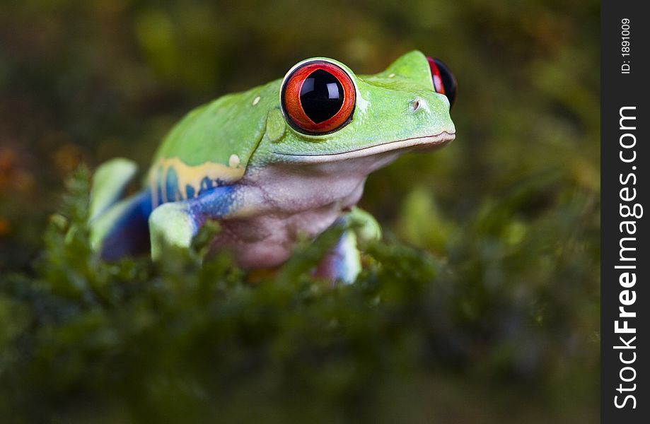 Frog - small animal with smooth skin and long legs that are used for jumping. Frogs live in or near water. / The Agalychnis callidryas, commonly know as the Red-eyed tree Frog is a small (50-75 mm / 2-3 inches) tree frog native to rainforests of Central America. Frog - small animal with smooth skin and long legs that are used for jumping. Frogs live in or near water. / The Agalychnis callidryas, commonly know as the Red-eyed tree Frog is a small (50-75 mm / 2-3 inches) tree frog native to rainforests of Central America.