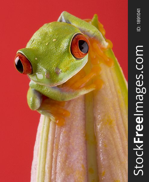 Red eyed tree frog